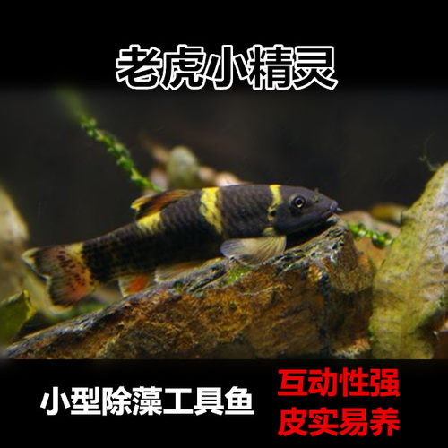 老虎小精灵熊猫墨头鱼工具鱼淡水