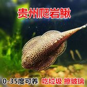 贵州爬岩鳅双吸盘冷水清道夫吸鳅除藻不加温琵琶鱼小提琴清洁工