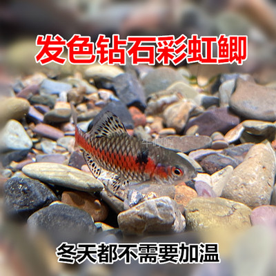 钻石彩虹鲫皮实好养鲤科淡水