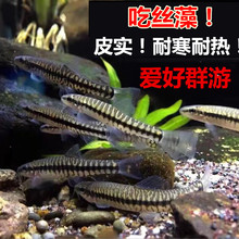 云南丽纹鳅 冷水鱼 原生鱼 群游冷水清道夫 工具鱼清洁吃垃圾包邮