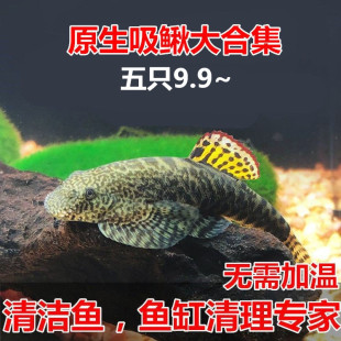 原生鱼冷水鱼 麦氏吸鳅 原生吸鳅长汀方式拟腹吸鳅耐寒耐热清道夫