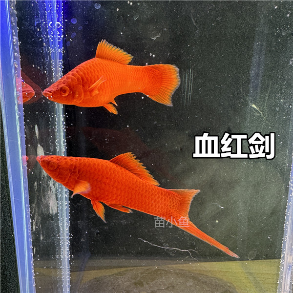 红剑鱼 招财鱼 发财鱼 胎生鱼 热带鱼 红箭鱼 直接生小鱼好养包邮