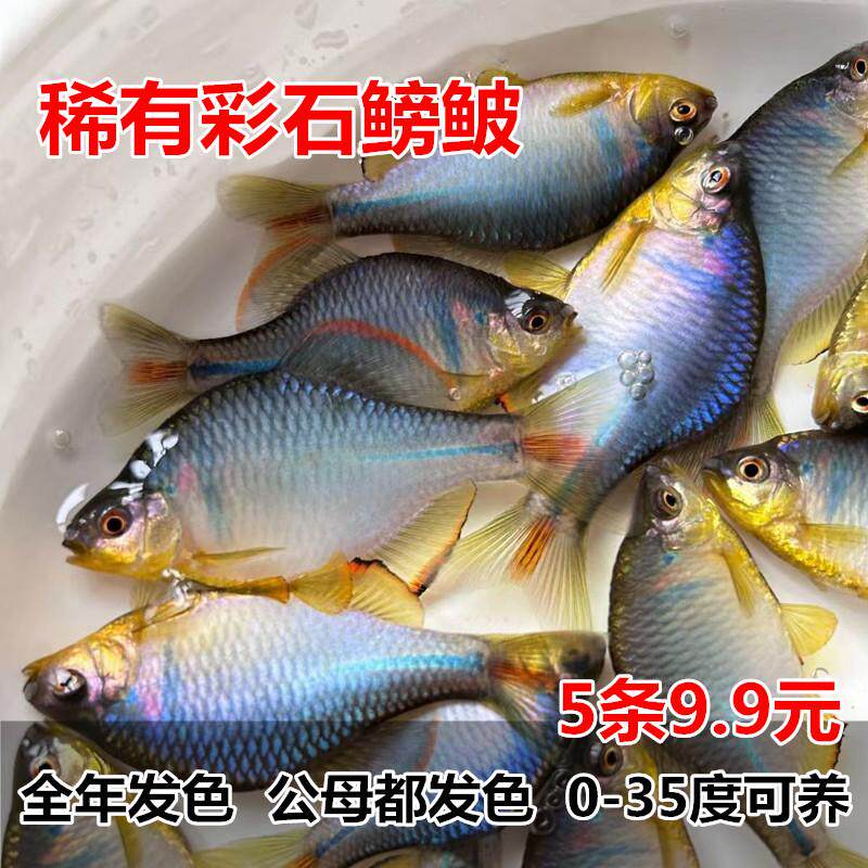 彩石鳑鲏鱼 旁皮鱼 中华鳑鲏 原生鱼 冷水鱼 工具鱼 皮实好养