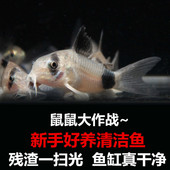 老鼠鱼金苔鼠琵琶白鼠花椒咖啡熊猫珍珠豹纹鼠底栖除藻清洁工具鱼