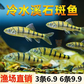 包邮 红腹溪石斑鱼 淡水鱼鱼皮实好养除藻鱼原生鱼 冷水鱼 光唇鱼