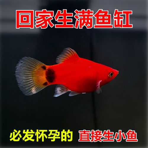 米奇鱼很好生新手推荐淡水
