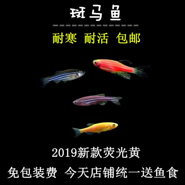 斑马鱼 小型鱼 可过冬观赏鱼 易饲养小型鱼类 红绿灯孔雀鱼包邮