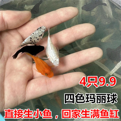 玛丽球鱼直接生小鱼简单养