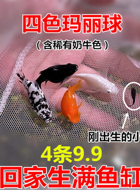 玛丽球鱼直接生小鱼简单养
