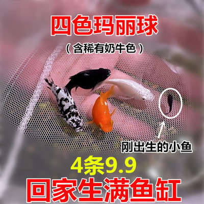 玛丽球鱼直接生小鱼简单养