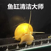 除藻工具螺 清洁螺 冷水螺 黄金螺 包邮 观赏螺 不加温 包损 苹果螺