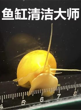 清理鱼缸黄金螺不用加热