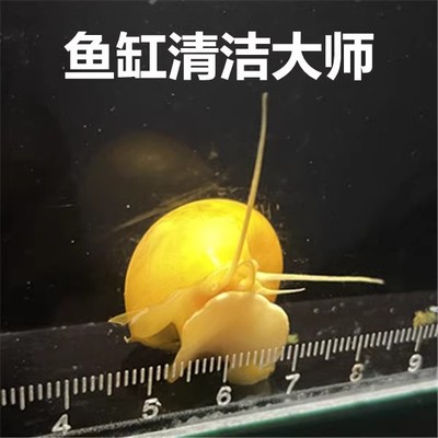 清理鱼缸黄金螺不用加热