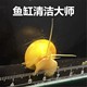 除藻工具螺 清洁螺 冷水螺 黄金螺 包邮 观赏螺 不加温 包损 苹果螺