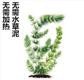 冷水水草水榕黄金榕 新手皇冠蜈蚣草 金鱼藻绿菊养鱼净化水质新手