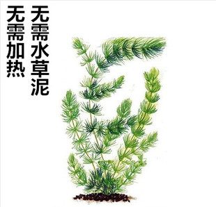 冷水水草水榕黄金榕 新手皇冠蜈蚣草 金鱼藻绿菊养鱼净化水质新手