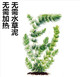 冷水水草水榕黄金榕 金鱼藻绿菊养鱼净化水质新手 新手皇冠蜈蚣草
