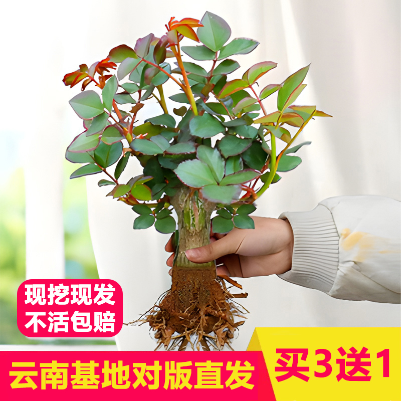 天降1.9！包成活！玫瑰老桩