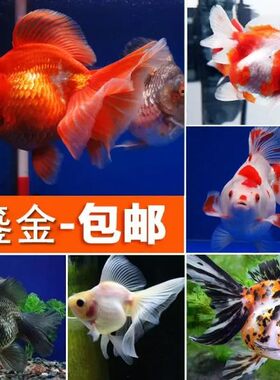 高背鎏金金鱼红白鎏金淡水冷水观赏鱼元宝身大肚颜色鲜艳好养耐活