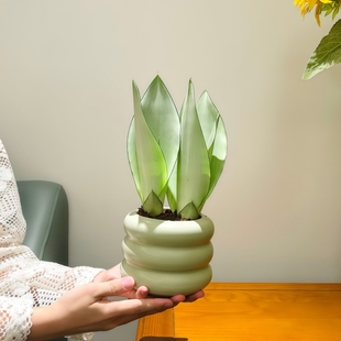 白玉虎皮兰净化空气除异味办公室内客厅卧室绿植花卉盆栽好养植物