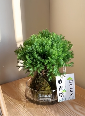 雾松雾凇苔藓球办公室内客厅创意工位绿植花卉盆栽懒人桌面摆件