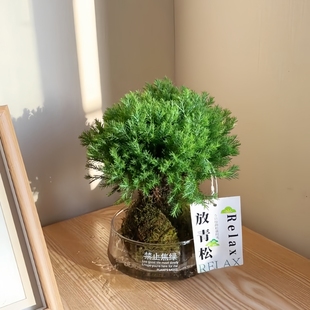雾松雾凇苔藓球办公室内客厅创意工位绿植花卉盆栽懒人桌面摆件