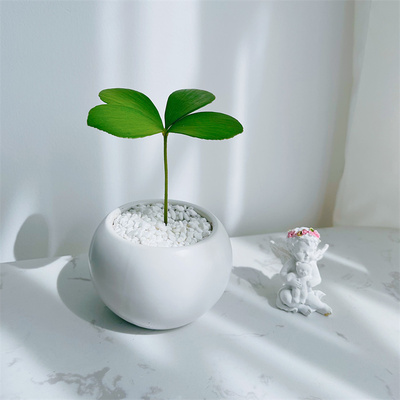 墨西哥铁树四叶幸运草