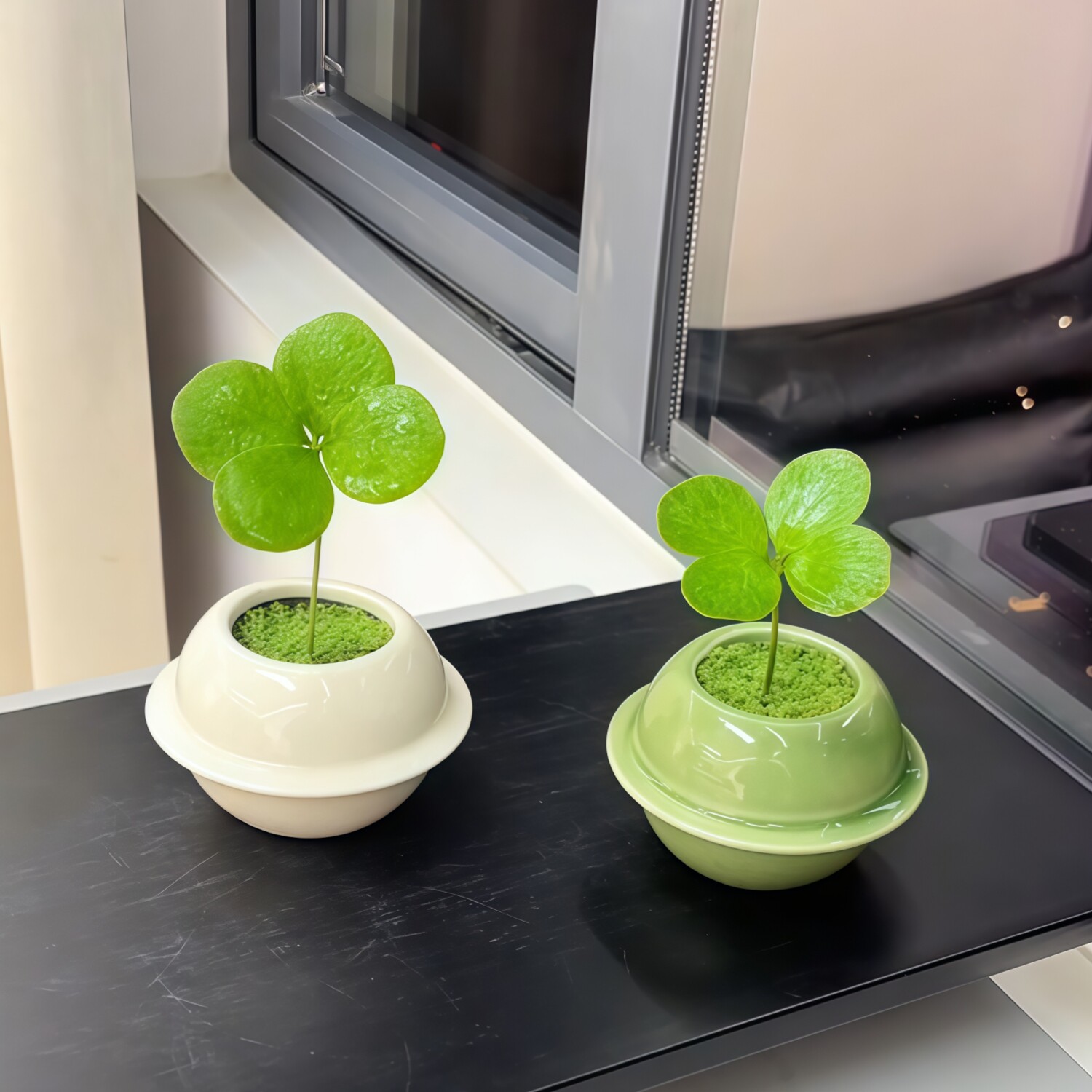 幸运四叶草盆栽墨西哥铁树办公室内工位桌面绿植花卉盆栽防辐射
