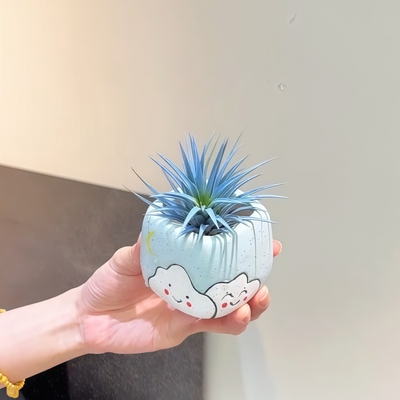 蓝精灵空气凤梨工位好物摆件盆栽