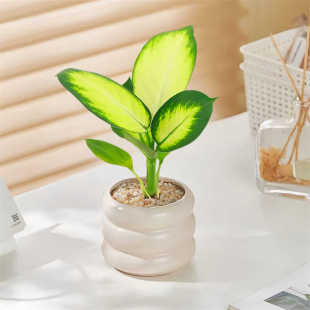 黄金玛丽安万年青室内耐阴植物北欧办公室客厅桌面绿植花卉盆栽