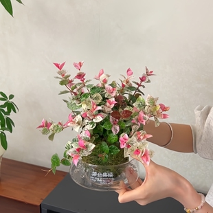 花叶络石苔藓球五彩缤纷水培耐寒植物办公室内外绿植年宵花卉盆栽