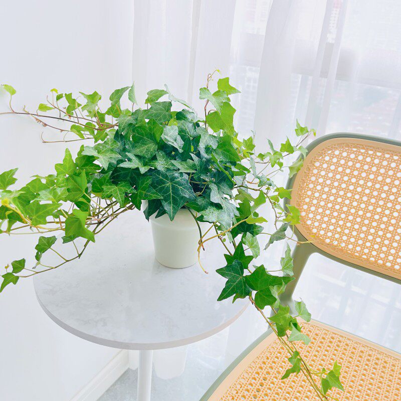 【爆盆垂吊】常春藤北欧ins空调上客厅室内桌面绿植花卉盆栽植物