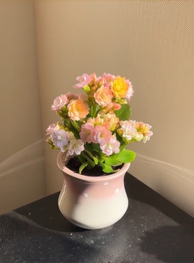 彩虹糖长寿花缤纷多彩花色带花苞开花多肉植物阳台绿植花卉盆栽