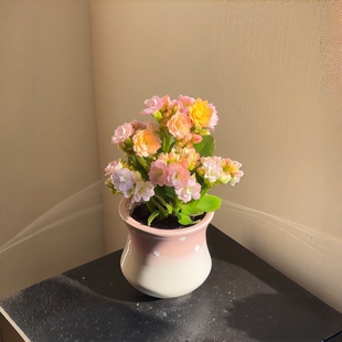 彩虹糖长寿花缤纷多彩花色带花苞开花多肉植物阳台绿植花卉盆栽