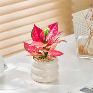 吉利红万年红如意皇后北欧风办公室内客厅桌面绿植花卉盆栽植物