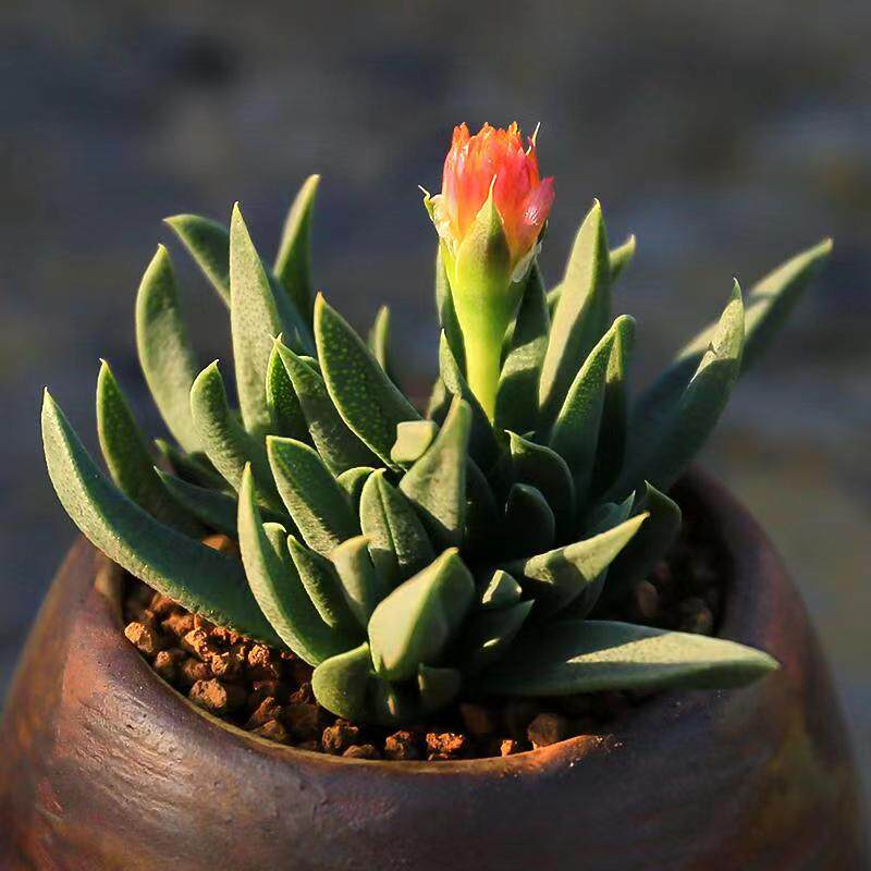 开花照波多肉植物番杏科肉肉办公室内桌面绿植花卉小盆栽新手植物