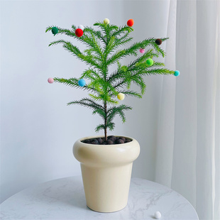 南洋杉办公室内网红高颜值桌面绿植花卉盆栽植物吸甲醛 圣诞树