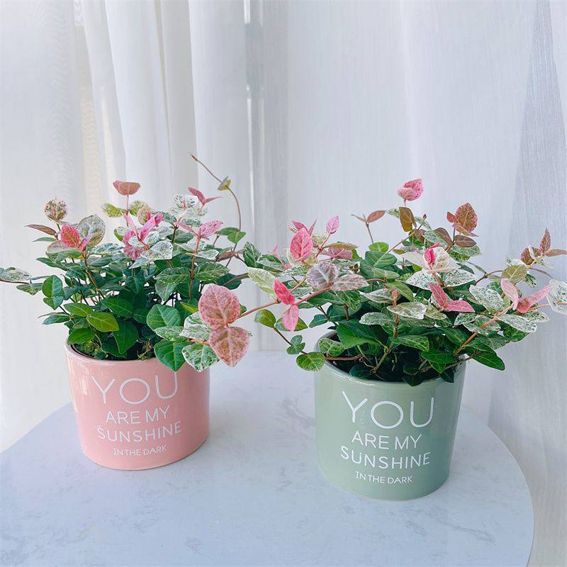 【花叶络石】五彩爬藤绿植办公室内桌面花卉盆栽植物好养耐热耐寒,鲜花速递/花卉仿真/绿植园艺,绿植,淘宝优惠券,粉丝福利购,淘宝优惠卷