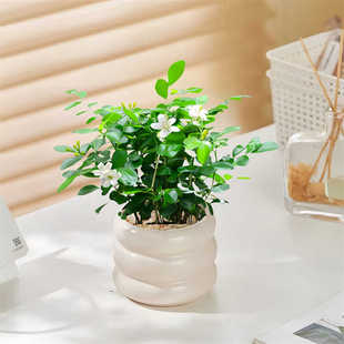 【开花很香】九里香七里香盆栽北欧ins办公室内外绿植花卉植物