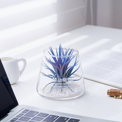 空气凤梨工位小盆栽摆件无土干净