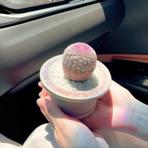 红太阳仙人掌盆栽懒人好养