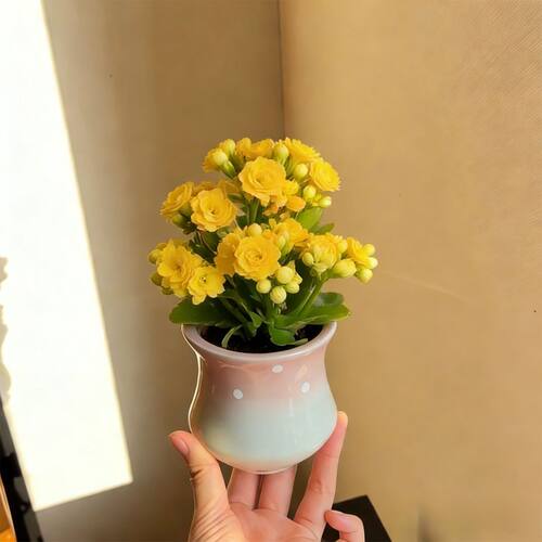 柏丽小黄花超多花苞超长花期