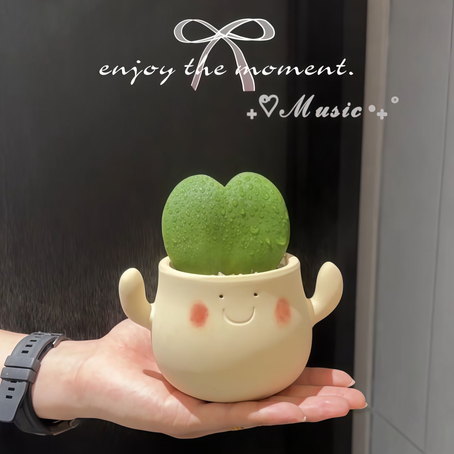 一片心叶球兰情人节礼物送女友男友植物室内桌面治愈绿植花卉盆栽