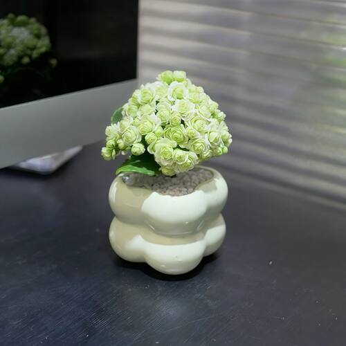 绿巴黎长寿花重瓣大花超长花期