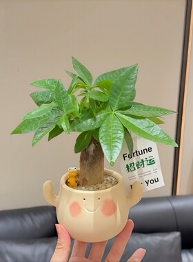发财树招财运工位盆栽摆件