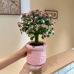 金枝玉叶棒棒糖造型老桩多肉植物四季 开花室内阳台绿植花卉盆栽