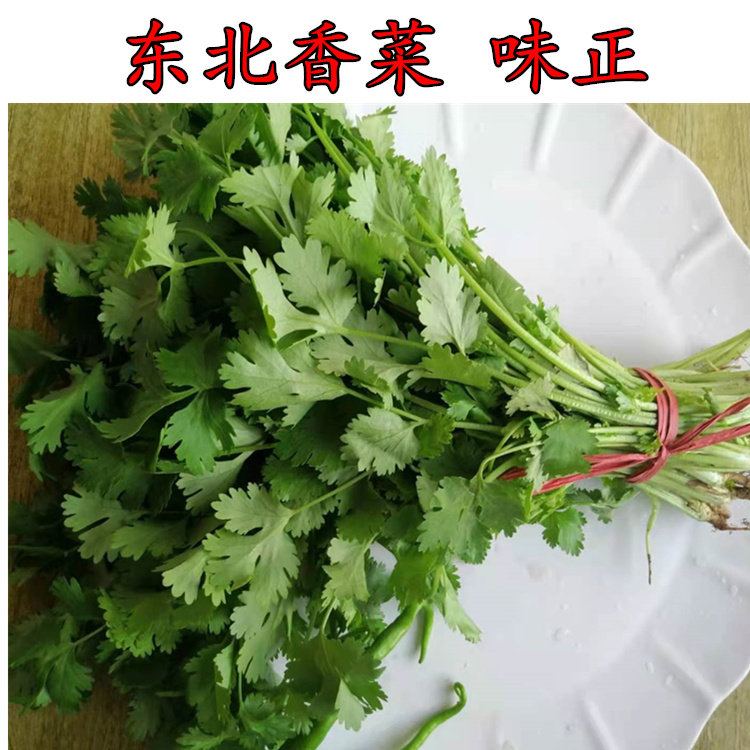 东北香菜凉菜拌菜做汤菜小菜蘸酱菜新鲜芽非香椿小香菜