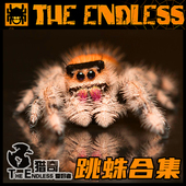 佛罗里达灰佛橙佛跳蛛宠物合集卢卡斯微距桌面迷你礼物 TE猎奇