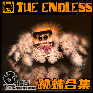 【TE猎奇】佛罗里达灰佛橙佛跳蛛宠物合集卢卡斯微距桌面迷你礼物