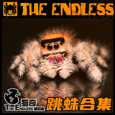 猎奇合集卢卡斯微距迷你礼物跳蛛